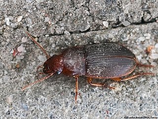 <i>Harpalus luteicornis</i> Species of beetle