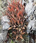 Haworthia venosa MBB Feliks birlashtiradi 2.jpg