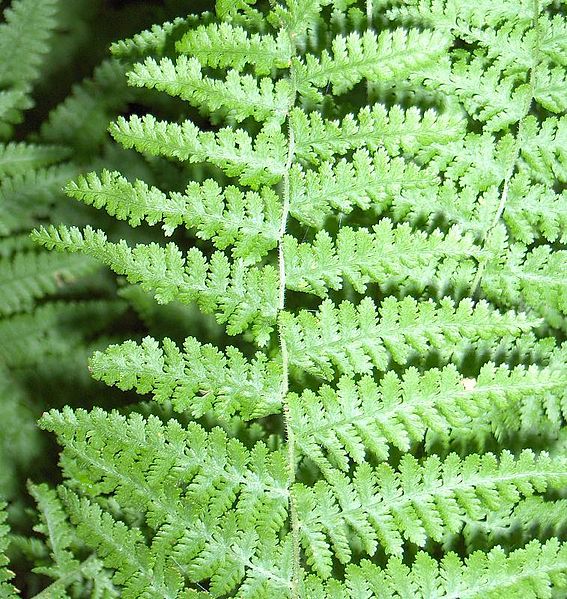 File:Hay-scented Fern (2985558320).jpg