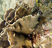 Heliopora-albastru-coral-2.jpg