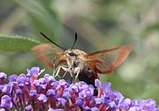 Hemaris fuciformis-02 (xndr).jpg