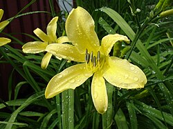 Hemerocallis thunbergii1UME.jpg