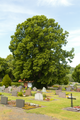 English: Natural monument (Tilia) near Lanzenhain, Herbstein, Vogelsberg, Hesse, Germany