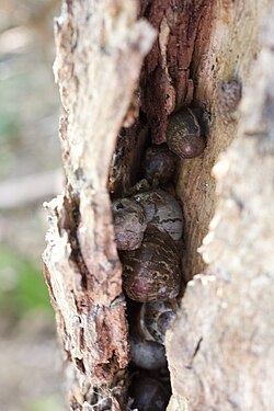 Hidden Snails