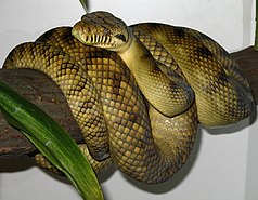 New Guinea Amethyst Python (Morelia amethistina)