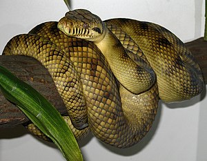 New Guinea amethyst python (Simalia amethistina), Sorong