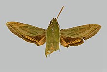 Hippotion chloris BMNHE274557 laki-laki up.jpg