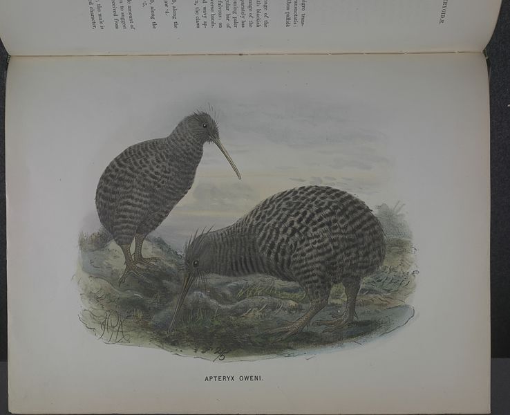 File:History of the birds of NZ 1st ed p368-2.jpg