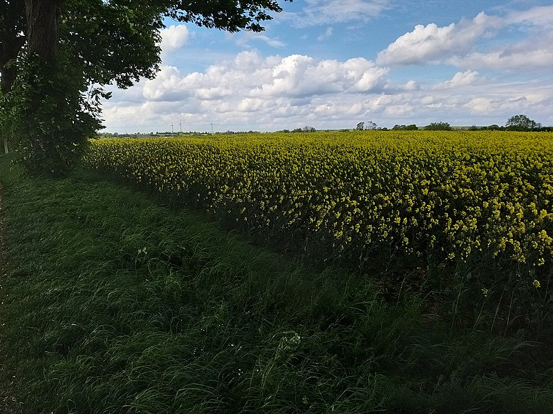 File:Hohenstein, Abschnitt Sturenhagener Weg bis Kaltenhofer Allee; 17.jpg