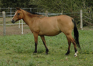 Horse 2005-08-06 (Cheval).jpg