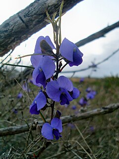 Description de l'image Hovea trisperma.jpg.