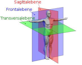 Sagittalebene: Ebene in der Anatomie, die sich von oben nach unten wie von hinten nach vorne erstreckt