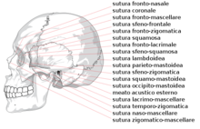 Human skull side suturas right-IT.png