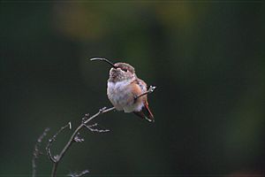 Trochilidae: Noms désignant les représentants de la famille, Description, Métabolisme et génétique