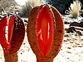Hydnora africana -lajin kukkia