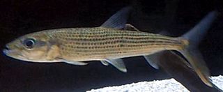 <i>Hydrocynus forskahlii</i> Species of fish