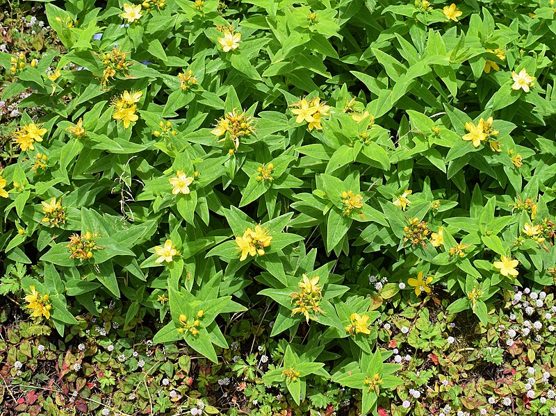 File:Hypericum foliosum (3).JPG