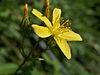 Hypericum montanum08.jpg