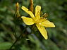 Berghertshooi (Hypericum montanum)