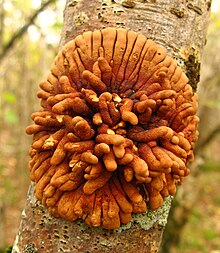 Hypocreopsis rhododendri.JPG