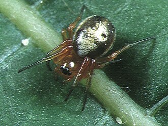 Hypsosinga.pygmaea.female.2.-.tanikawa.jpg