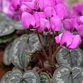 IMG 0486-Cyclamen coum.jpg