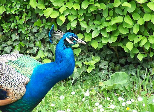 Ein Pfau in der Wilhelma in Stuttgart