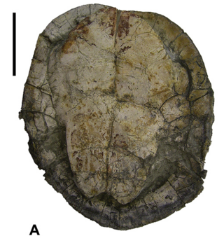 <i>Iberoccitanemys</i> Genus of extinct turtles