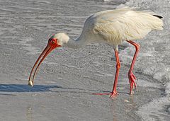 Ibis with Atlantic Mole Crab 2 - Flickr - Andrea Westmoreland.jpg