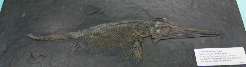 صورة:Ichthyosaur fossil.jpg