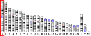 Ideogram human chromosome 1.svg