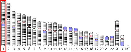 Complement Receptor 2 Wikipedia   450px Ideogram Human Chromosome 1.svg 