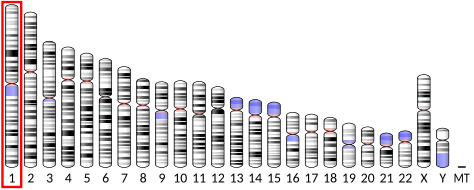 Datoteka:Ideogram human chromosome 1.svg