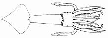 Illex oxygonius dorsal.jpg