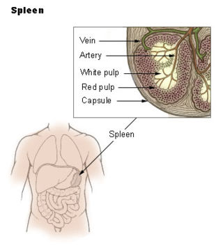 <span class="mw-page-title-main">White pulp</span> Type of tissue in the spleen