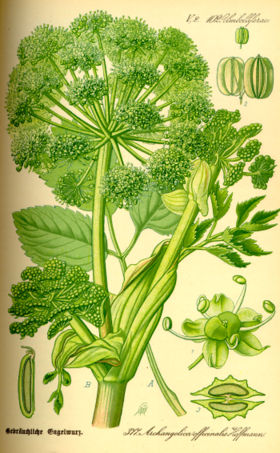 Angelica Archangelica: Loài thực vật