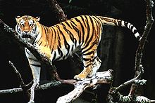 Tatiana, a Siberian tiger that escaped her cage and attacked three people, killing one.