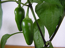 grön jalapeno