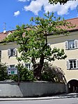 Kaiserbaum oder Blauglockenbaum