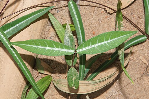 Indian sarsaparilla (Hemidesmus indicus ) 07598