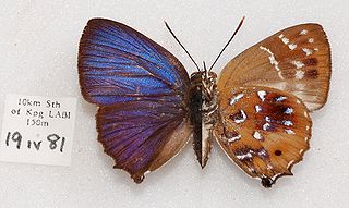 <span class="mw-page-title-main">Iraota distanti</span> Species of butterfly