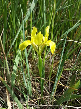 Iris humilis (subsp. arenaria) sl27.jpg
