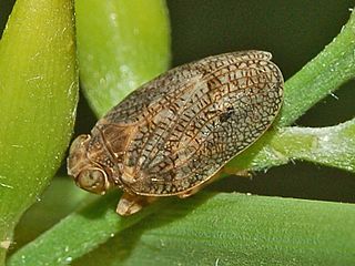 <i>Issus coleoptratus</i> Species of planthopper