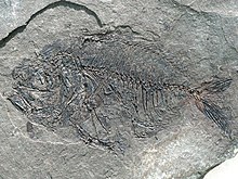Isurichthys lih. roumanus Oligozän Jamna Dolna Polen Ch2475a.jpg