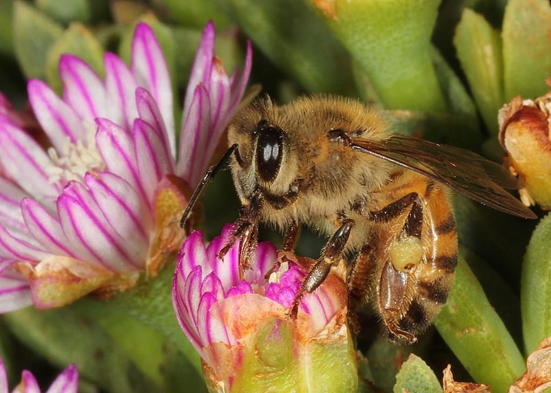 File:It is just a honey bee, but they are still so cute. (8000500117).jpg