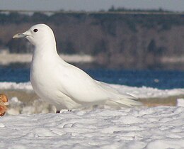 Döglött tyúkból táplálkozó hósirály