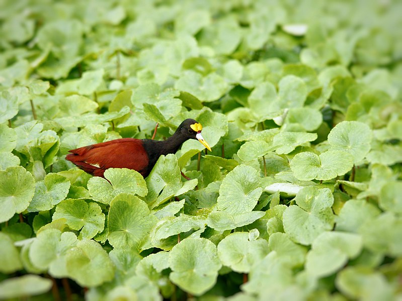 File:Jacana spinosa (foraging).jpg