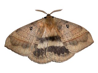 <i>Jana</i> (moth) genus of insects