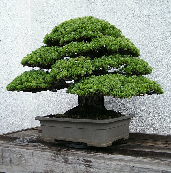 File:Japanese White Pine at National Bonsai & Penjing Museum, May 29 2011 - Stierch.jpg