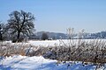 Čeština: Sníh na lukách, zima 2010 English: Snow in winter 2010 on meadows in valey of Úpa river